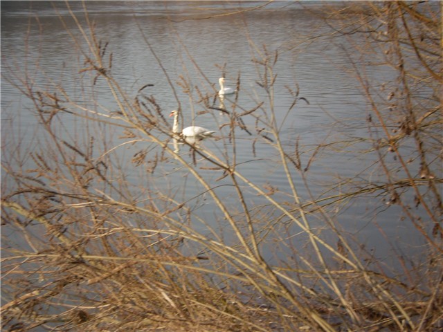 Drava